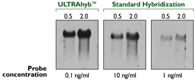 Effects of Hybridization Buffers on the Sensitivity of Nonisotopic DNA Probes