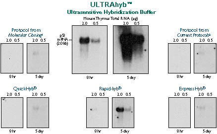 DNA Probes Hybridized in ULTRAhyb™ vs Other Hybridization Buffers